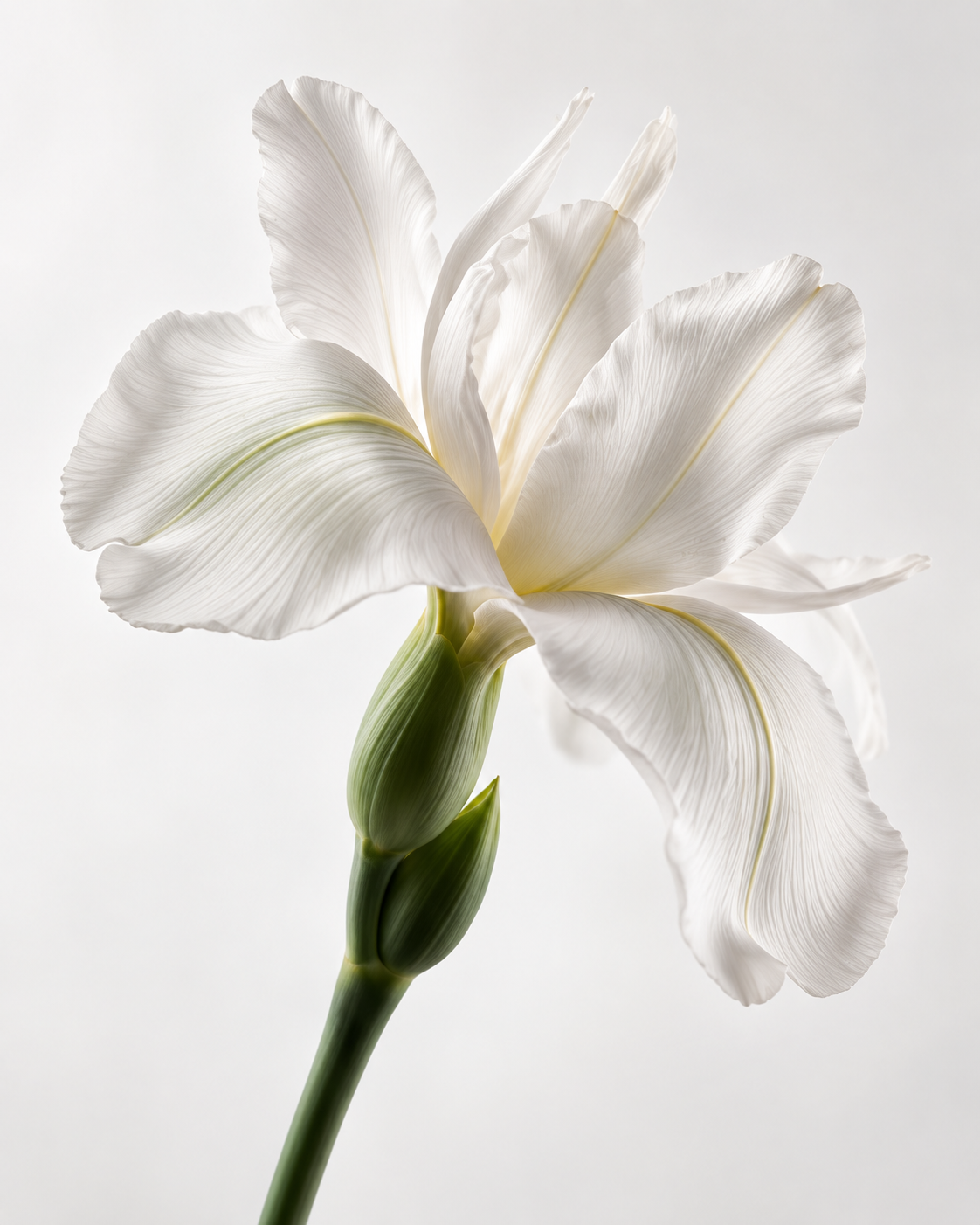 belesthetique-lilie-editorial_generated Weiße Irisblüte als Wirkstoffmotiv für Belesthétique